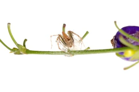 Spider with egg case Foto stock