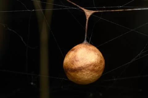 Spider Egg Case on Web, Satara, Maharashtra Stock Photos