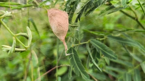 Spider Egg Sac Hanging on Delicate Silk Web Stock Footage 338227229