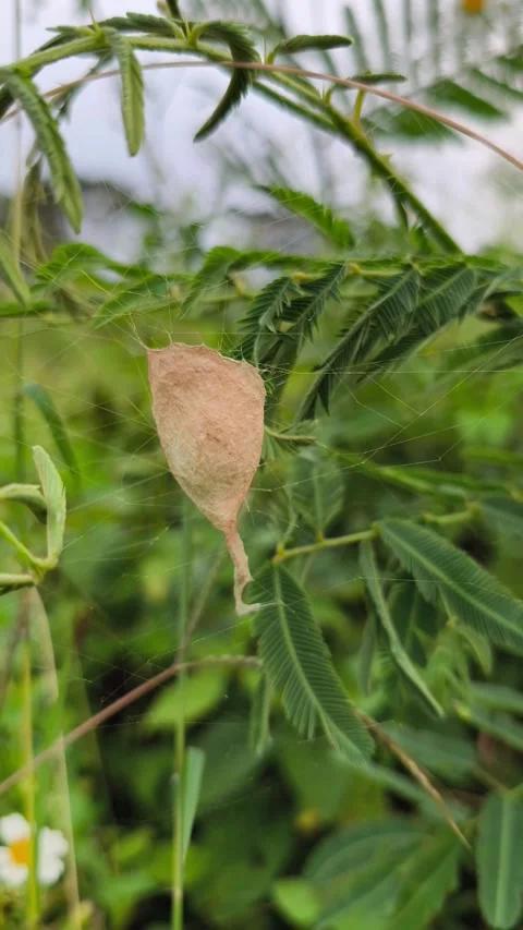 Spider Egg Sac Hanging on Delicate Silk Web Video stock 338227258