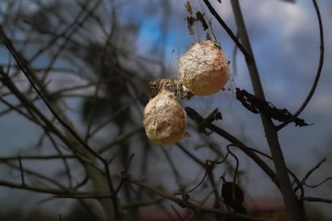 Spider eggs Stock Photos