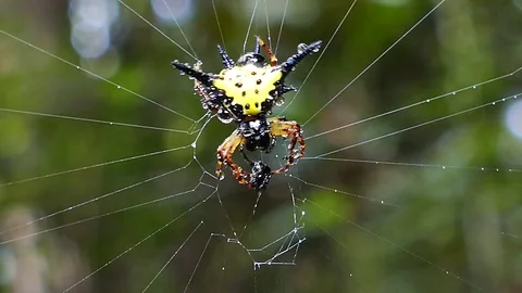 Spider eggs was cleaning after rain. Stock-Footage 70695364