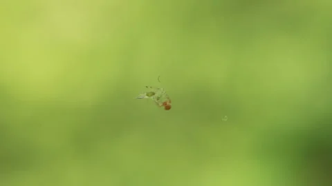 The spider entangles the victim Video stock 89999858