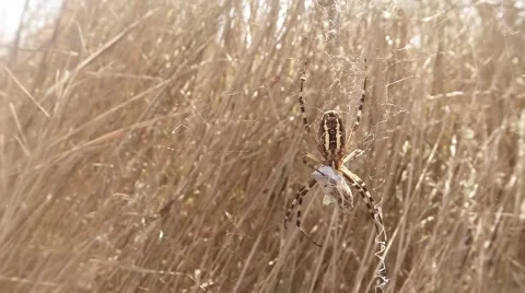 Spider Entangles the Victim is on a Spider Web on a Background of Dry Bush Stock Footage 60563204