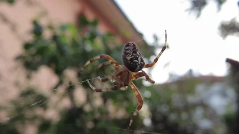 Spider - Epeira crociata Stock Footage 94332798