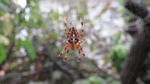 Spider - Epeira crociata Stock Footage 94333160