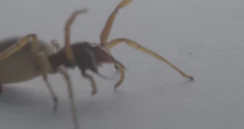 Spider escape Stock Footage 88394076