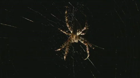 Spider escapes Stock Footage 507279