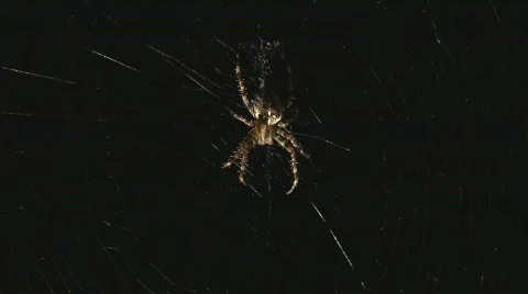 Spider escapes from web Stock Footage 507281