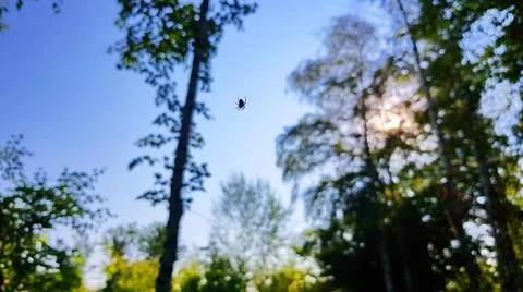 Spider in the Evening Sky Stock Photos