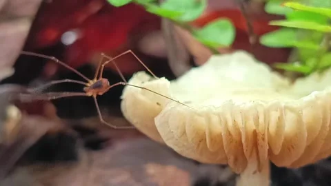 Spider Exploring Mushroom in Tropical Rainforest Macro Shot Видео 332716464