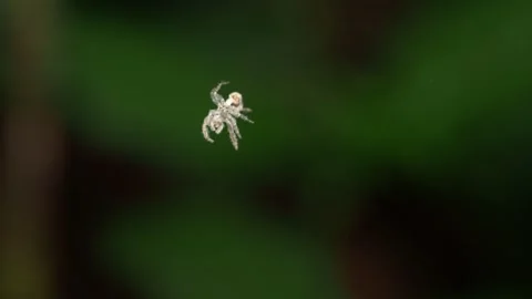 Spider Exuvia Suspended on Silk Thread in Tropical Forest Macro Stock Footage 336164439