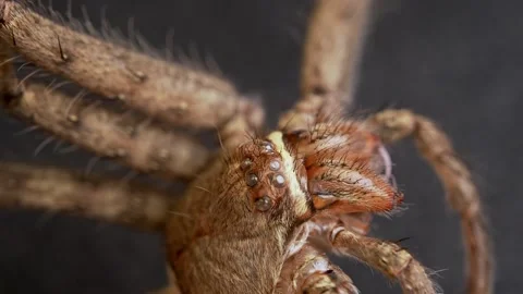 Spider Eyes Extreme Macro Close Up of Arachnid Face Видео 336367884