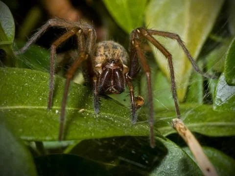 Spider face Stock-Fotos