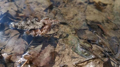 Spider on a fallen leaf on the water Stock Footage 125821079