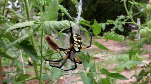 Spider Feast Stock Footage 41412382