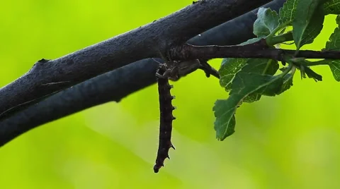 Spider feasting from caterpillar prey Stock Footage 42952559