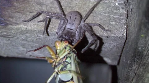 Spider feed on cricket in the night Stock Footage 57235795