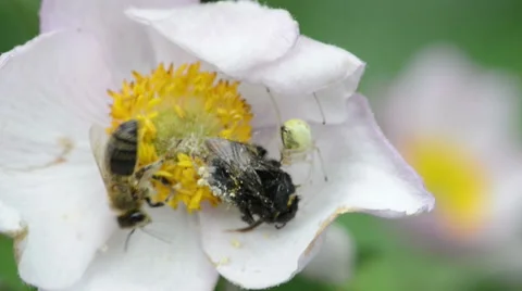 Spider feeding bumble bee Video stock 40391335