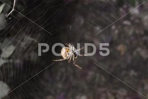 Spider Feeding on Fly at Night Stock Photos