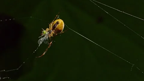 A spider feeding at his prey close up slow motion 動画素材 275851982
