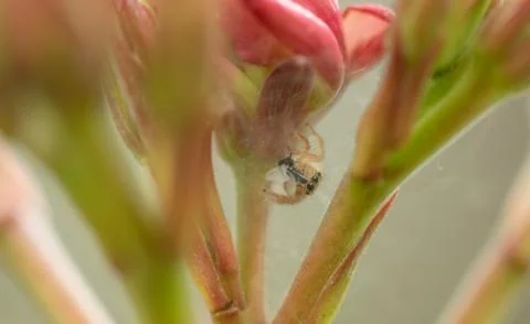 A spider feeding a insect Stock Photos