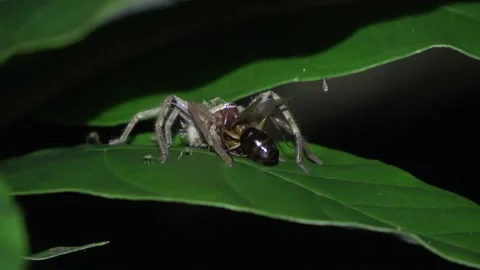 Spider feeding, Malaysia Stock Footage 224401008