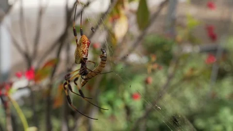 Spider feeding on meal worm side view Stock Footage 250357961