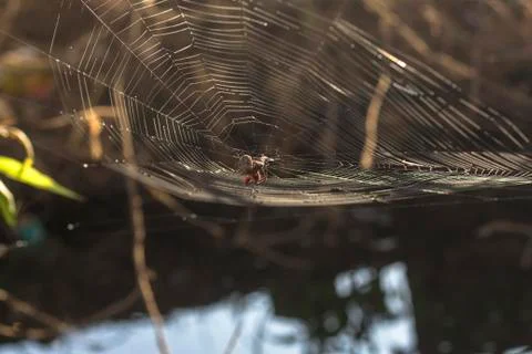 Spider Feeding on Web Over Water Stock Photos