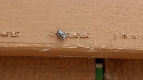 Spider on Fence Stock Footage 131476980