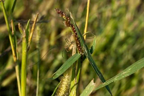 Spider in a field Stock Photos