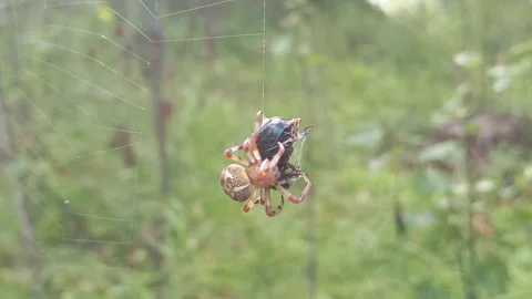 Spider fighting a beetle Stock Footage 331234261