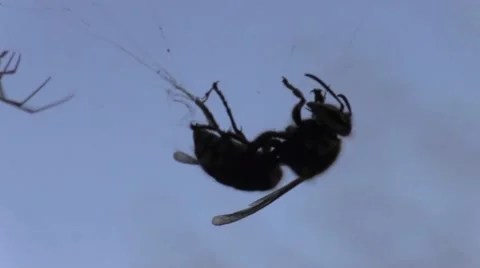 Spider fighting hornet in web Stock Footage 62929940