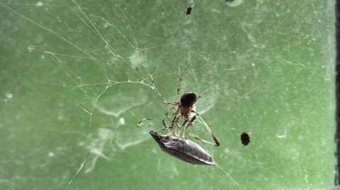 Spider fighting stink bug Stock Footage 63055859