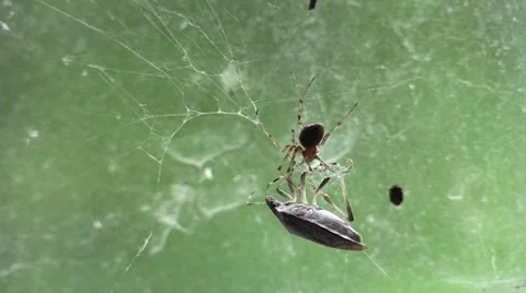 Spider fighting stink bug in web Stock Footage 63055614