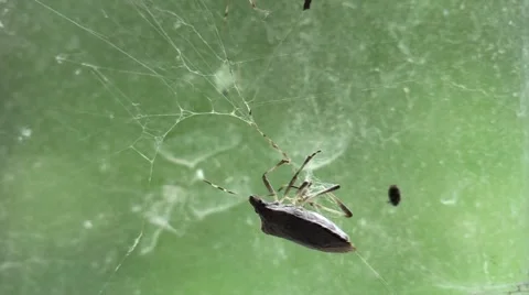 Spider fighting stink bug in web Stock Footage 63055907