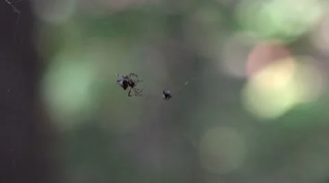 Spider Fights Spider Stock Footage 42529330