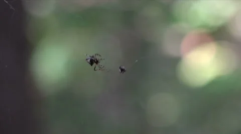 Spider Fights Spider 스톡 동영상 42796129