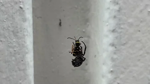 Spider fights Wasp Stock Footage 156897767
