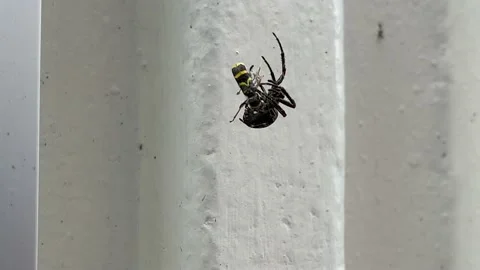Spider fights wasp Stock Footage 156898037