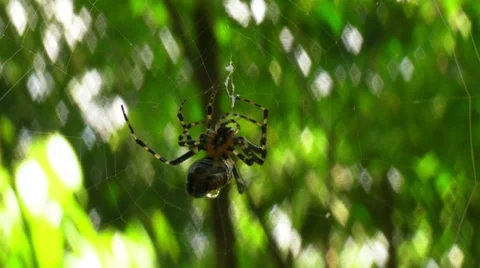 Spider fixes web Video stock 33548351