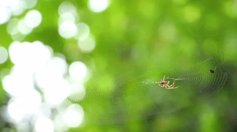 Spider Fixing it's Spider Web Stock Footage 33343186