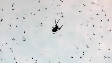 Spider with Flies Stock Footage 134303445