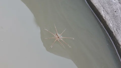 Spider floating on the water surface Stock Footage 94153262