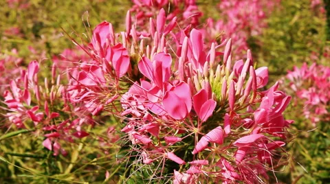 Spider flower in autumn Stock Footage 42773193
