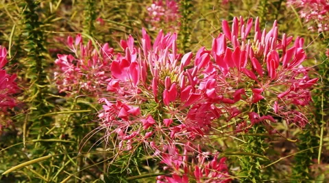Spider flower in autumn Stock Footage 42773200