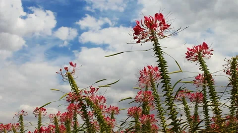 Spider flower in autumn Stock Footage 42773225