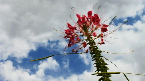 Spider flower in autumn Vídeo Stock 42773234