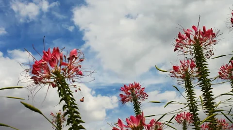 Spider flower in autumn Stock Footage 42773243