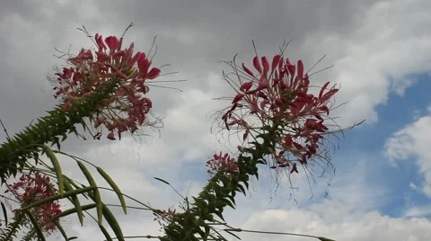 Spider flower in autumn Stock Footage 42773247